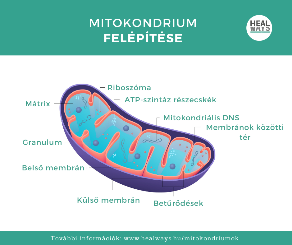 Mitokondriumok - HealWays
